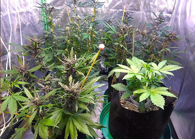 Установка подставки для уменьшения расстояния до лампы CBD Green Crack Auto с другими растениями в гроубоксе