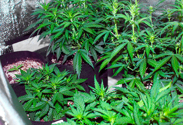 Кусты высотой 40 см