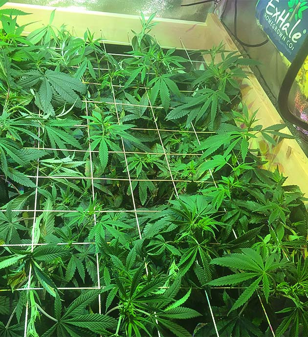 Стимуляция цветения Sapphire OG Sapphire OG: увеличение аппетита после стимуляции