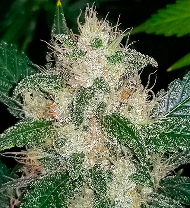 Подготовка к харвесту конопли Original Auto Sour Diesel подготовка к харвесту Original Auto Sour Diesel