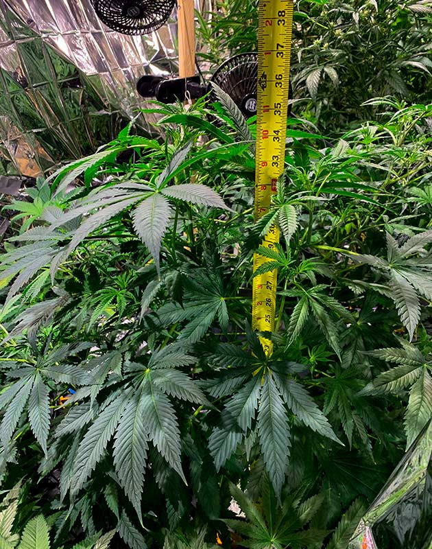 Верхушки конопли начали вытягиваться на 8 неделе выращивания