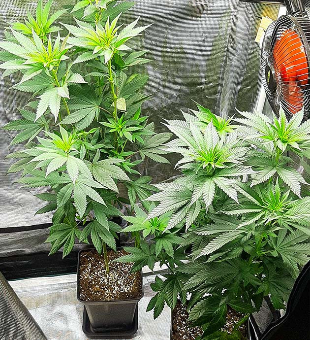 Растения на последней стадии вегетации