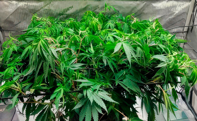 Сетка ScrOG конопли