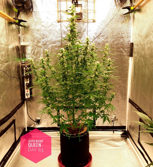 Высокий куст конопли в гроубоксе