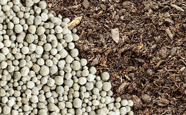 Чем удобрять коноплю: органика против химии