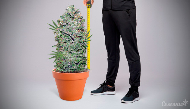 Низкие сорта сативы