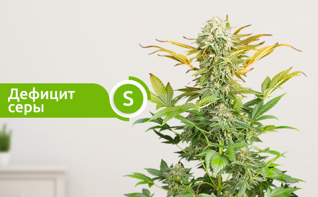 Дефицит серы у куста конопли Желтая верхушка из-за нехватки серы