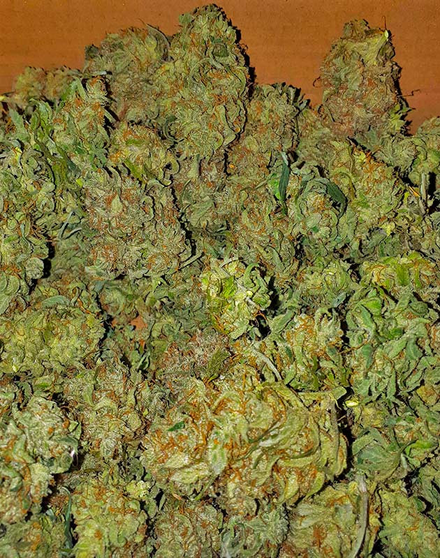 Собранные шишки сорта Apollo F1 Auto