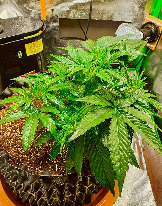 выращивание сорта конопли Wedding Cake Auto Стимуляция роста куста Wedding Cake Auto