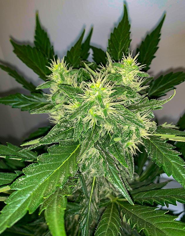 Куст Zkittles Auto от сидбанка Семяныч на 8 неделе