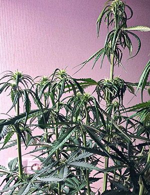 Куст ростом 70-80 см