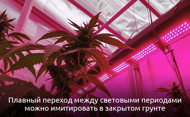 Последствия нарушения циркадных ритмов конопли Имитация перехода между световыми периодами в индоре