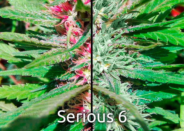 Зеленый и розовый оттенки шишек сорта Serious 6