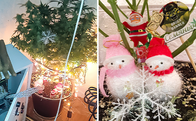 Конкурс на форуме Канна-ёлка 2024 – Дед Шу-Чу Дед Шу-Чу занял второе место на Канна-ёлке 2024