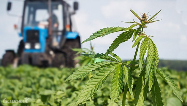 Польза технической конопли Техническая марихуана