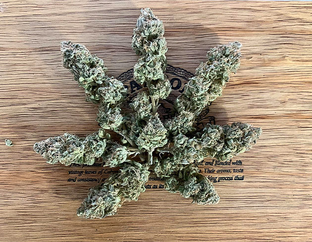 Отличный сорт для выращивания Разнообразие фенотипов Notorious THC