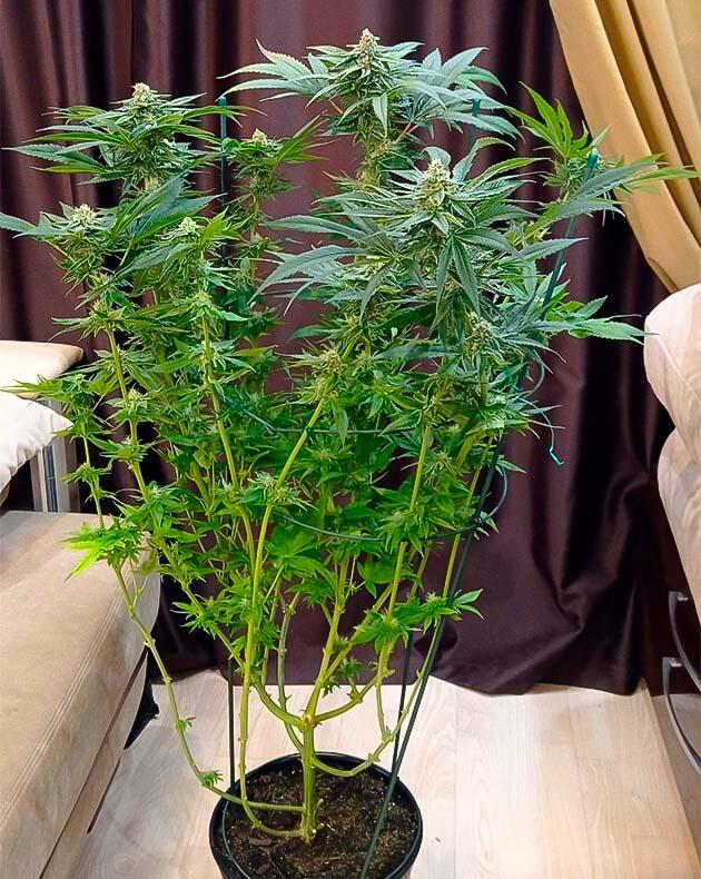 Куст Jealousy Kush от Seedkeepers на 11 неделе