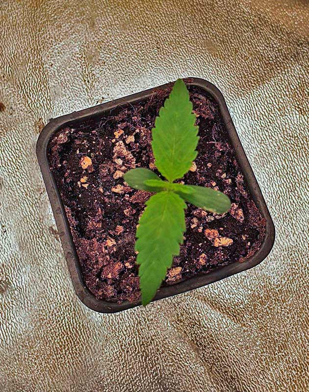 Росток Planet of the Grapes RBX от Ethos Genetics