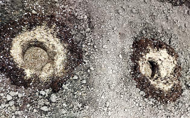 Полив рассады конопли и контроль pH воды