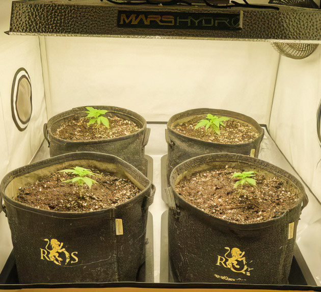 Кусты Apollo F1 Auto от Royal Queen Seeds ростом 15 см