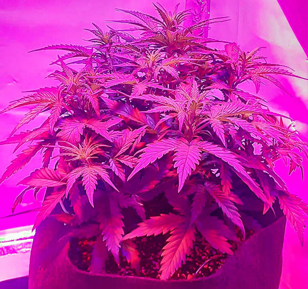 Пятая неделя выращивания конопли Куст каннабиса высотой 30 см