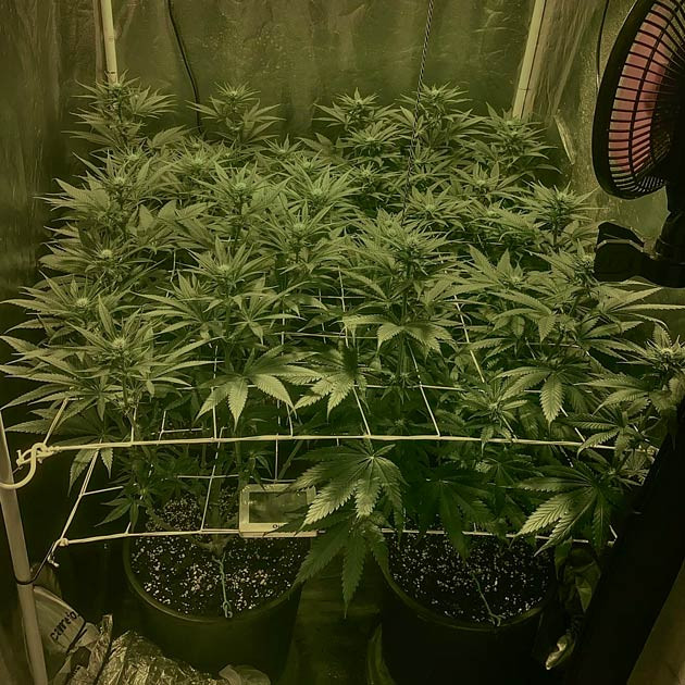 7 неделя роста каннабиса