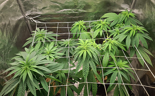 каннабис перед стадией цветения