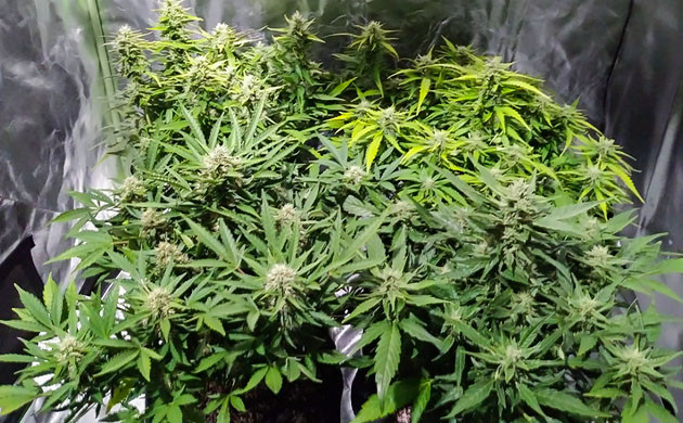 Разнообразие фенотипов растений Различия во внешнем виде кустов конопли