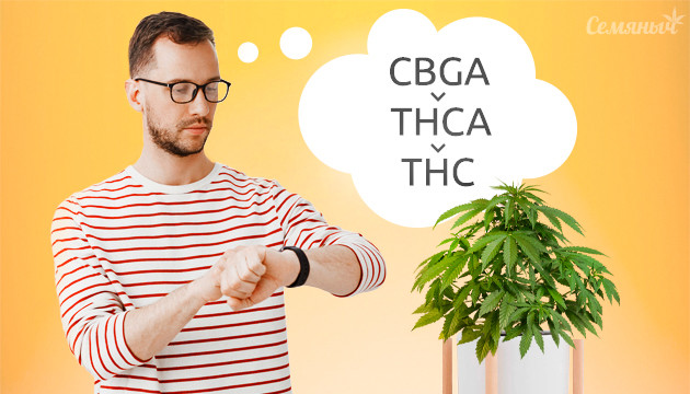 Когда в соцветиях конопли появляется ТГК Каннабиноиды конопли