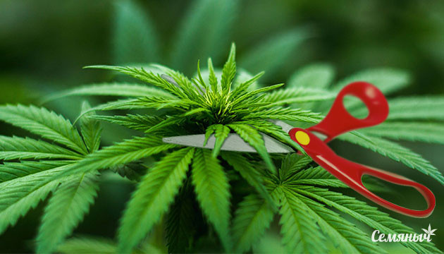 Экстремальная обрезка куста каннабиса