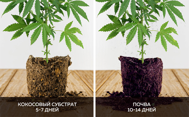 Грунт для конопли