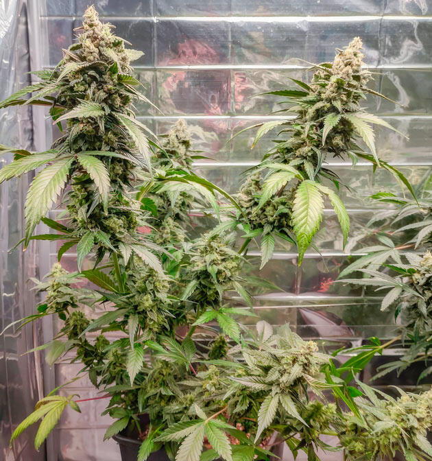 Мощные и тяжелые шишки конопли Куст Strawberry Gorilla Auto от FastBuds на 9 неделе развития