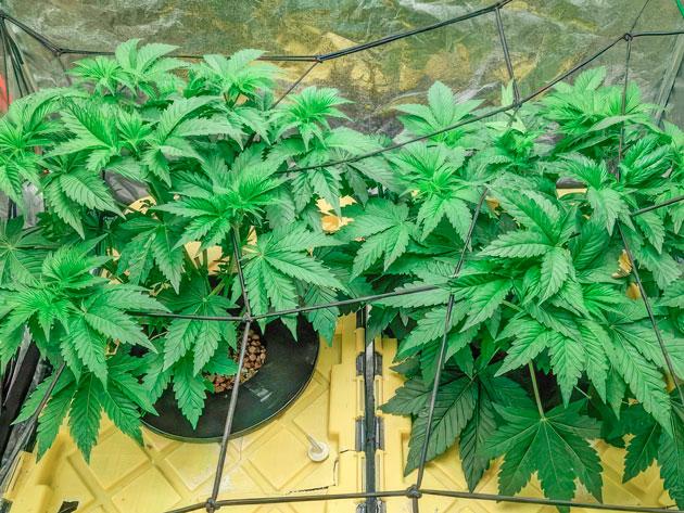 Конопля под сеткой ScrOG