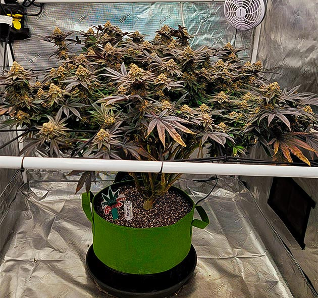 Фиолетовый куст с оранжевыми кончиками листьев