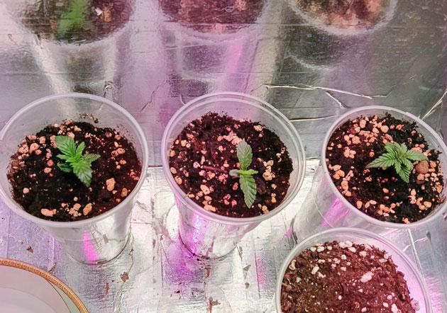 Проращивание сорта Permanent Marker от 7CH American