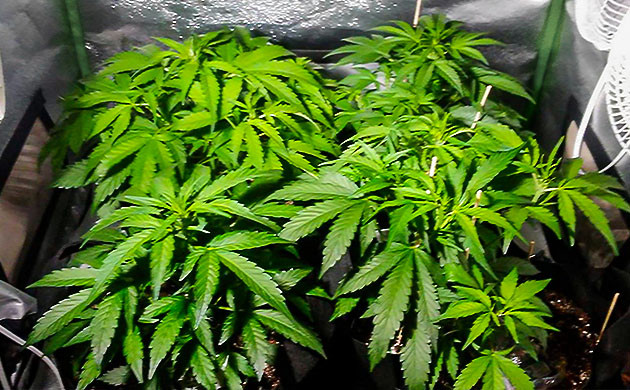 Активный набор зеленой массы Кусты конопли высотой 30 см