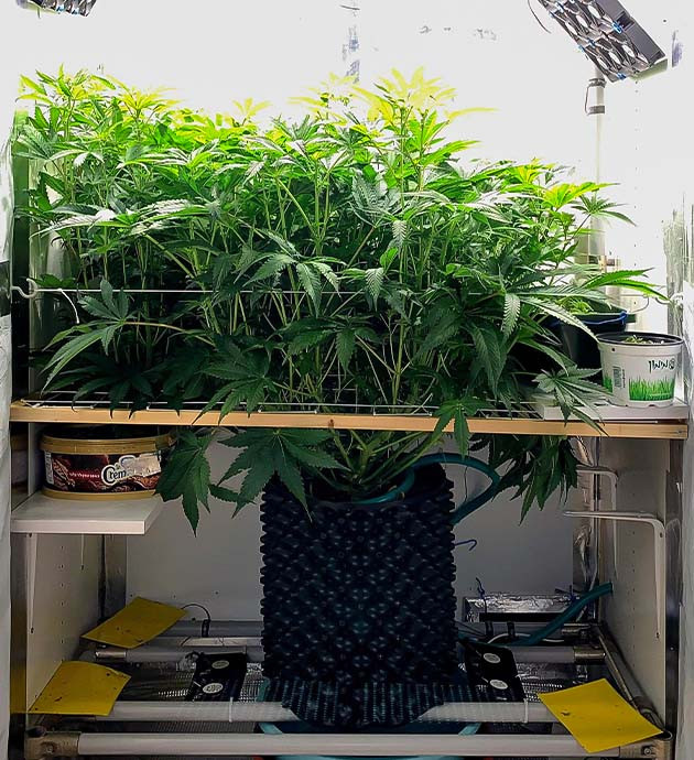 Тренировка растения Pineapple Chunk