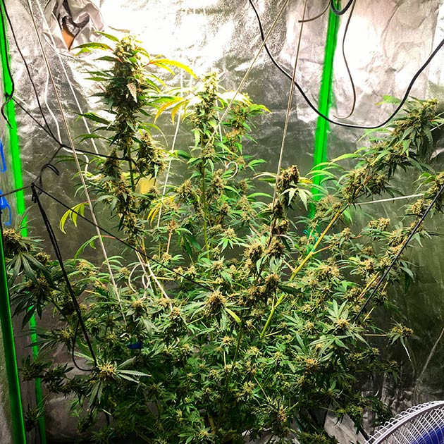 Закрепление хрупких ветвей во избежание поломки Подвязывание слабых ветвей, чтобы предотвратить повреждение