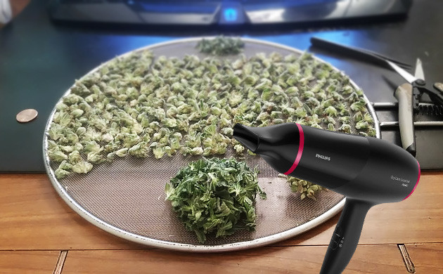 Сушим шишки каннабиса феном Сушка конопли феном