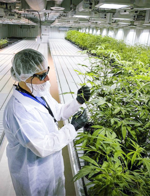 Прогрессивное растениеводство Выращивание конопли на гидропонике