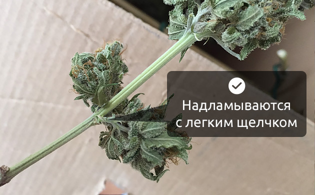 Определяем степень сушки соцветий марихуаны Как определить результат сушки конопли