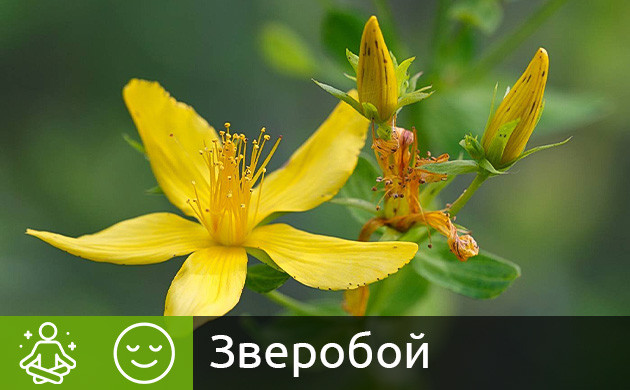 Цветки зверобоя