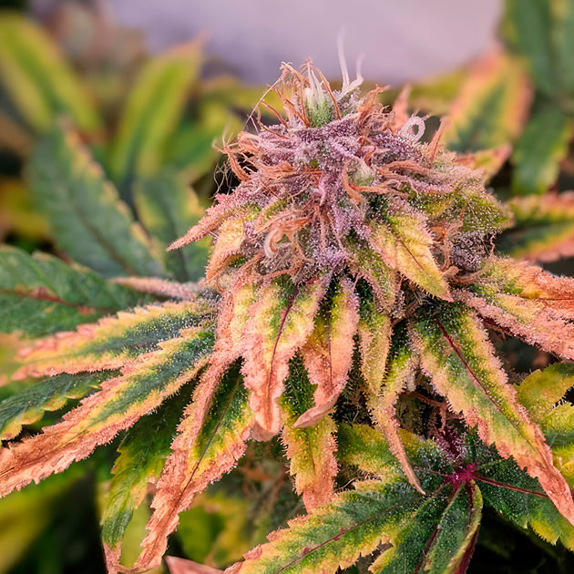 Куст Bruce Banner #3 от сидбанка Herbies Seeds на 15 неделе