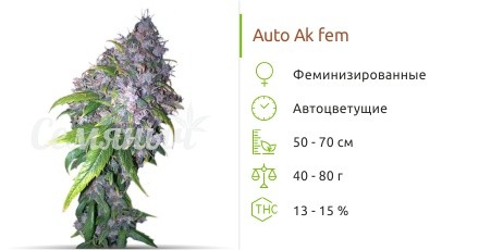 Auto AK fem от Grass-O-Matic