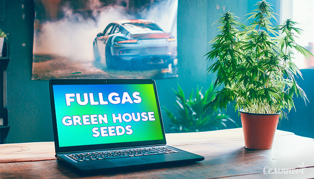 Выращивание сорта конопли Fullgas Гроурепорт Fullgas от Green House Seeds