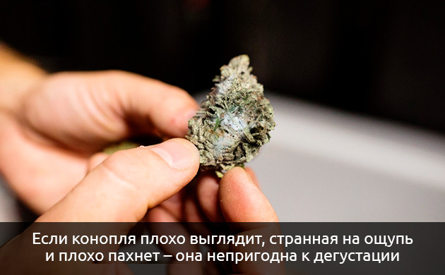 Изменения шишек во внешнем виде