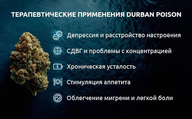 Лечебные свойства Durban Poison Терапевтические применения Durban Poison