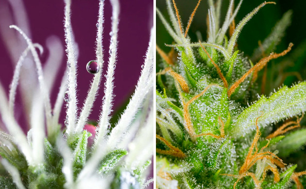 Белые и желтые стигмы