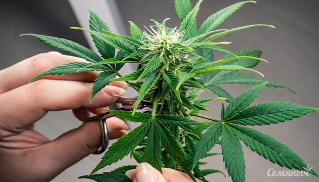 Обрезке цветущего куста каннабиса Обрезка цветущего куста