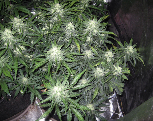 Третья неделя цветения